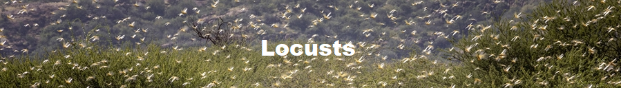 Locusts Forecast (Credit: FAO/Sven Torfinn)